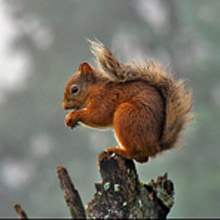 Red Squirrel