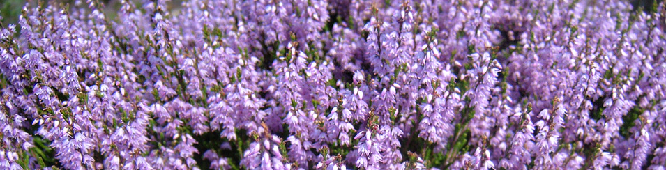 Gorgeous purple heather